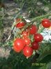TOMATO CHERRY ROMA  (1)