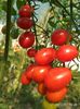 TOMATO CHERRY ROMA  (7)