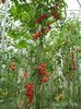 TOMATO CHERRY ROMA  (20)