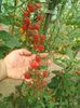 TOMATO CHERRY ROMA  (30)
