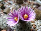 Turbinicarpus valdezianus, MM 96 Tecolotes, Zac.