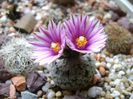 Turbinicarpus valdezianus, MM 96 Tecolotes, Zac.