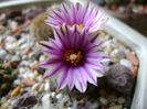 Turbinicarpus valdezianus, MM 96 Tecolotes, Zac.