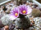 Turbinicarpus valdezianus, MM 96 Tecolotes, Zac.