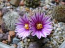 Turbinicarpus valdezianus, MM 96 Tecolotes, Zac.