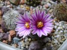 Turbinicarpus valdezianus, MM 96 Tecolotes, Zac.