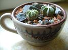 Grup de 3 cactusi