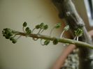 25 febr. 2018: Ledebouria socialis