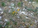 Crocusi inghetati, 25 febr. 2018