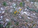 Crocusi inghetati, 25 febr. 2018