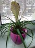 Tillandsia, pana roz