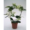 Stephanotis floribunda