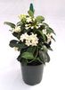 Stephanotis floribunda