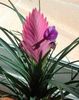 Tillandsia Cyanea