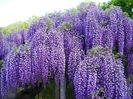 3 Wisteria Macrostachya