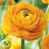 9 Ranunculus Tecolote Yellow