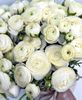 11  Italian Ranunculus White