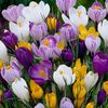 Crocus