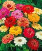 24 Zinnia