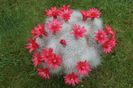 Mammillaria senilis - achizitionata