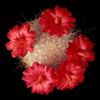 Mammillaria senilis - achizitionata