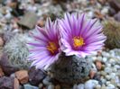 Turbinicarpus valdezianus, MM 96 Tecolotes, Zac.