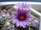 Turbinicarpus valdezianus, MM 96 Tecolotes, Zac.