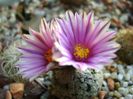 Turbinicarpus valdezianus, MM 96 Tecolotes, Zac.