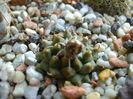 Turbinicarpus panarottoi