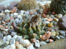 Turbinicarpus panarottoi