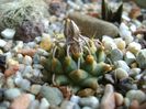 Turbinicarpus panarottoi
