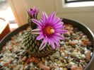 10 febr. 2018 - Turbinicarpus pseudopectinatus