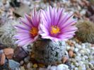 25 febr. 2018 - Turbinicarpus valdezianus, MM 96 Tecolotes, Zac.