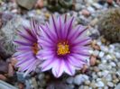 25 febr. 2018 - Turbinicarpus valdezianus, MM 96 Tecolotes, Zac.