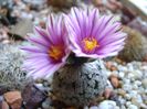 25 febr. 2018 - Turbinicarpus valdezianus, MM 96 Tecolotes, Zac.