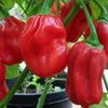 Ardei iute Capsicum Chinense Habanero rosu