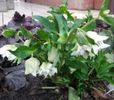 helleborus double ellen white spotted