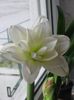 Amaryllis alb