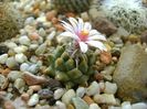 9 febr. 2018 - Turbinicarpus panarottoi