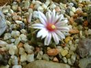 9 febr. 2018 - Turbinicarpus panarottoi