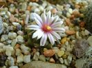 9 febr. 2018 - Turbinicarpus panarottoi