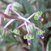 25 febr. 2018: Ledebouria socialis