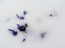 În 3 martie, o nouă zăpadă acoperea plantele...