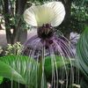 Tacca nivea