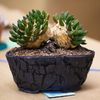Kitoi - Ariocarpus