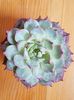 Echeveria chihuahuensis-ghiveci 10,5cm