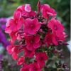 phlox-paniculata-adessa-red-g-9