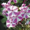 phlox-paniculata-adessa-special-lilac-twist-g-9