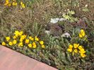 Crocusi