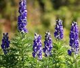 Aconitum-napellus